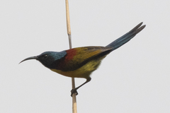 Aethopyga nipalensis