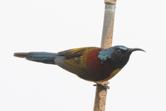 Aethopyga nipalensis