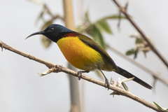 Aethopyga nipalensis