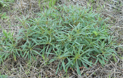 Oenothera berlandieri