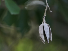 Pterospermum suberifolium