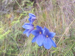 Thelymitra venosa