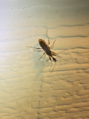 Myodocha serripes