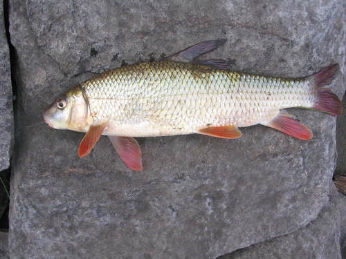 Moxostoma macrolepidotum