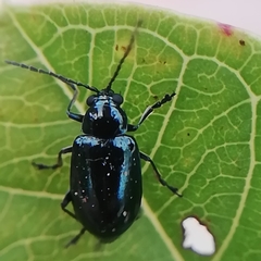 Alticina