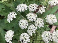 Lepturobosca
