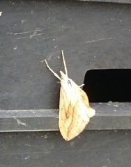 Evergestis forficalis