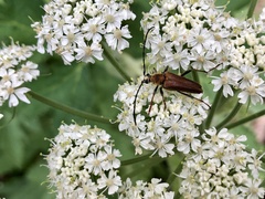 Lepturobosca