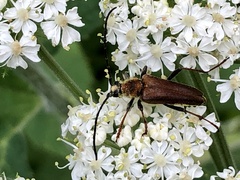 Lepturobosca