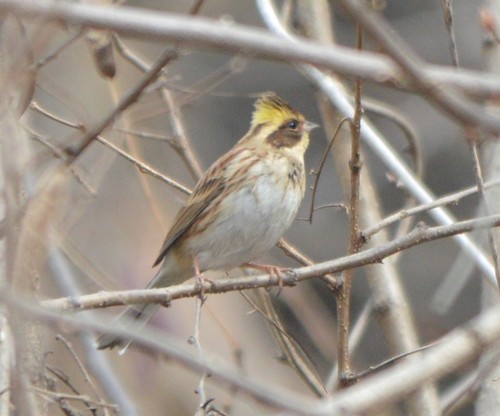 Yellow-throated Bunting