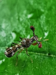 Megalabops quadriguttata