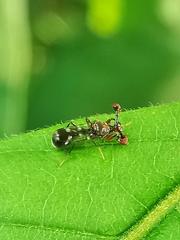 Megalabops quadriguttata