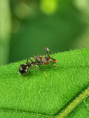 Megalabops quadriguttata