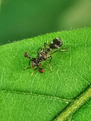 Megalabops quadriguttata
