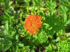 Rhodiola kirilowii