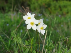 Anemonastrum protractum
