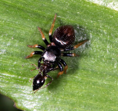 Zenodorus orbiculatus