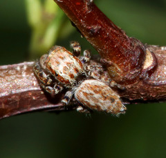 Paraphilaeus daemeli