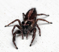 Sandalodes bipenicillatus