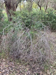 Pomaderris discolor