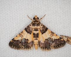 Nacoleia mesochlora