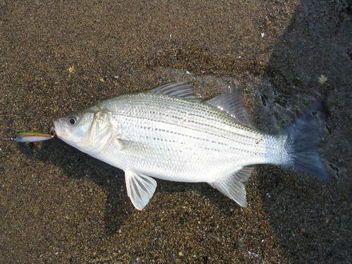 Morone chrysops