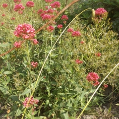 Centranthus ruber