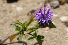 Monardella sinuata nigrescens