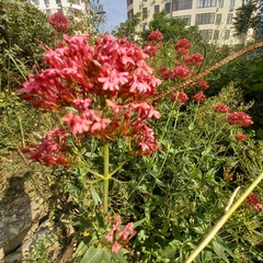 Centranthus ruber
