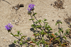 Monardella sinuata nigrescens