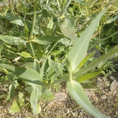 Centranthus ruber