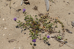 Monardella sinuata nigrescens