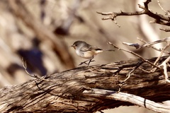 Pyrrholaemus brunneus