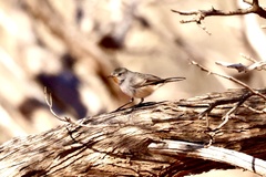 Pyrrholaemus brunneus