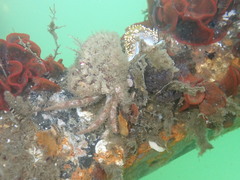 Romaleon antennarium