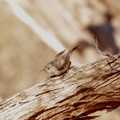 Pyrrholaemus brunneus