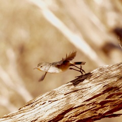 Pyrrholaemus brunneus