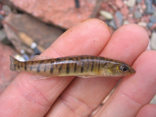 Percina caprodes