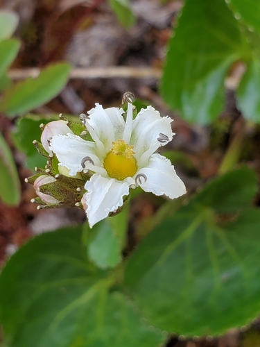 Deercabbage (Nephrophyllidium crista-galli)