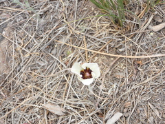Calochortus bruneaunis