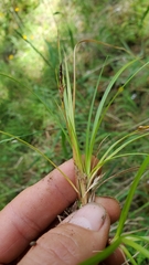 Carex rossii