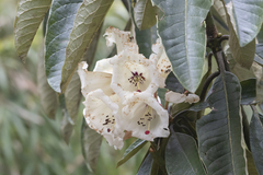 Rhododendron falconeri