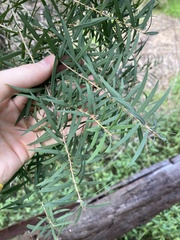 Melaleuca linariifolia