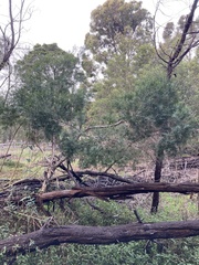 Melaleuca linariifolia
