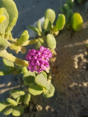 Abronia maritima