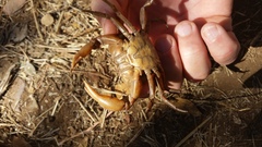 Austrothelphusa transversa