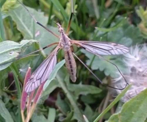 black-striped cranefly, photo 3 of 7