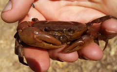 Austrothelphusa transversa