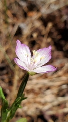 Clarkia amoena caurina