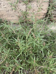 Amaranthus muricatus